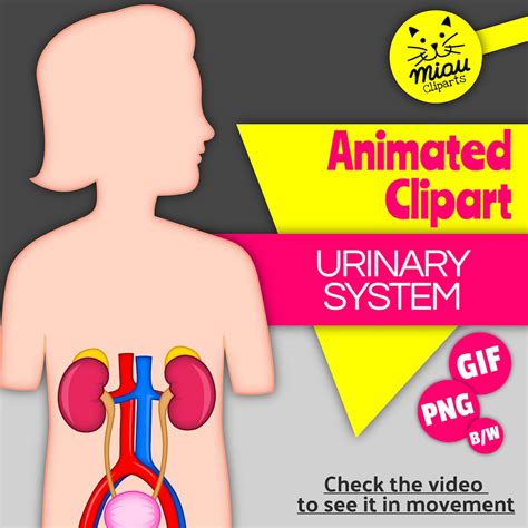 Urinary System Animation