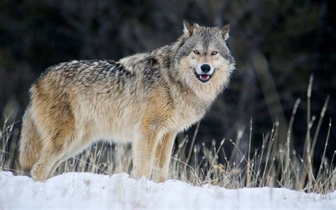 How Big Are Wolves The Biggest Wolf Species