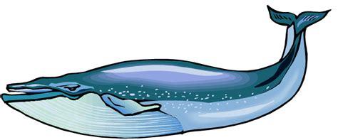 Blue Whale Pictures | Clipart Panda - Free Clipart Images | Blue whale pictures, Whale pictures ...
