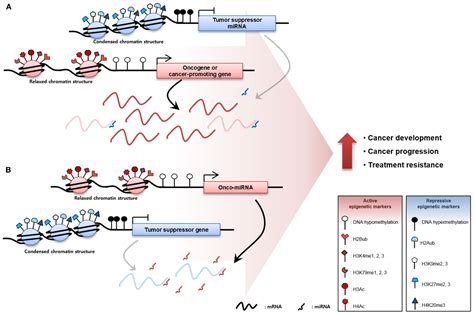 Frontiers Overexpression Of Cancer Associated Genes Via Epigenetic