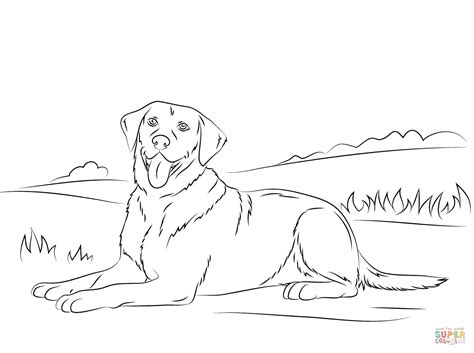 Coloriage - Chiot Golden Retriever | Coloriages À Imprimer avec
