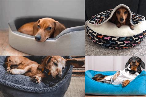 Top 15 Best Dachshund Beds Caves Cots And More