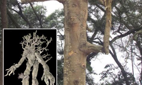 Ancient Tree Left Standing By Superstitious Foresters Because It Looks