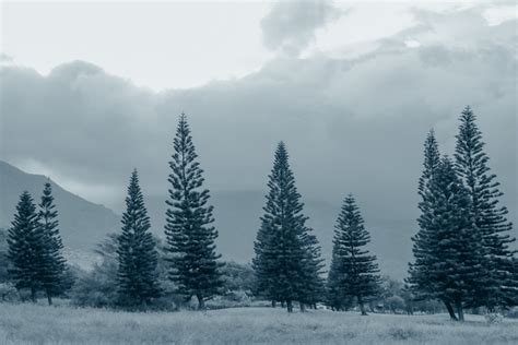 Free Images Tree Forest Snow Winter Wood House Mountain Range