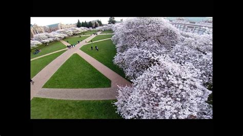 Cherry Blossoms At The Uw In Spring Youtube