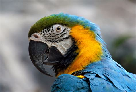 Macaw Parrot Free Stock Photo Public Domain Pictures
