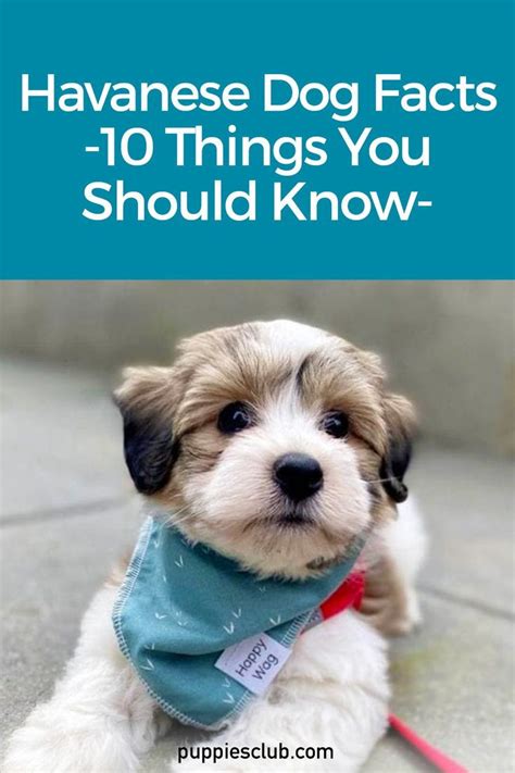 Havanese Dog Facts 10 Amazing Things You Should Know Dog Facts