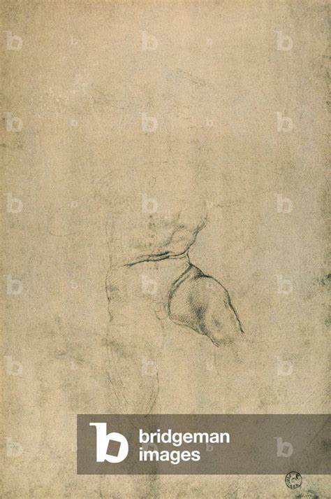 Male Nude Study By Michelangelo Gabinetto Dei Disegni E Delle Stampe