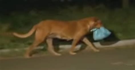 This Special Dog Walks 8 Miles Every Night And The Reason Why Is