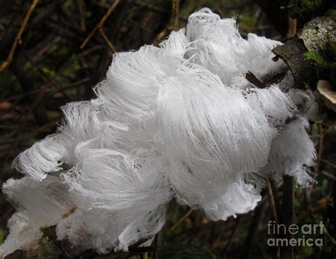 Looking for a good deal on hair gel? Angel Hair Frost Photograph by Inge Riis McDonald