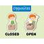 Opposite Words For Closed And Open 301070 Vector Art At Vecteezy