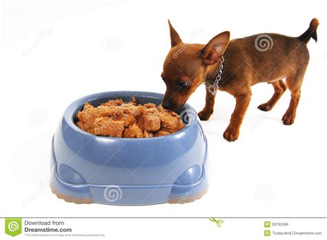 A puppy should start going towards solid food when they are about 3 to 4 weeks old and can be continued until they are 7 to 8 weeks old. Chihuahua Dog Eating Food From A Bowl Stock Photo - Image ...