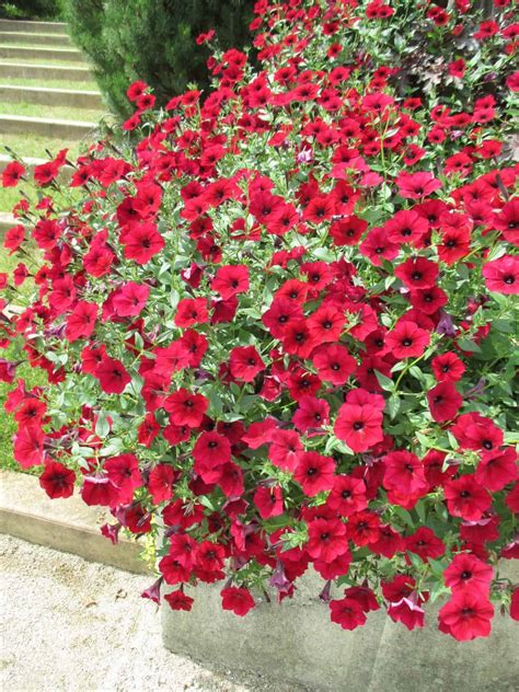 Petunia ‘tidal Wave Red Velour Ball 2015 2 All America Selections