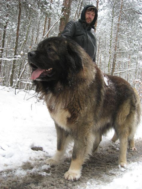15 Russian Dog Ideas Caucasian Mountain Dog Russian Dogs Dog Breeds