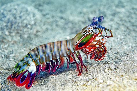Appendage Strikes With Amplified Speed Peacock Mantis Shrimp Asknature