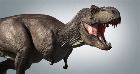 Its name in english is tee (pronounced /ˈtiː/), plural tees. T-rex in Zbrush — Missset