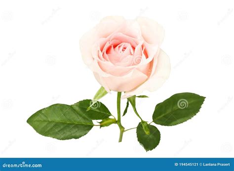 Beautiful Pink Rose And Leaves Isolated On White Background Stock Image