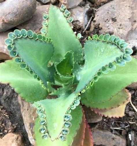 The symptoms include lethargy, low blood pressure, skin rashes, and loss of appetite. 9 Succulent Plants Toxic to Cats, Dogs, or Pets ...