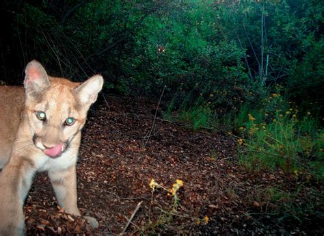 Cause Of Young Female Mountain Lions Death Still Unknown