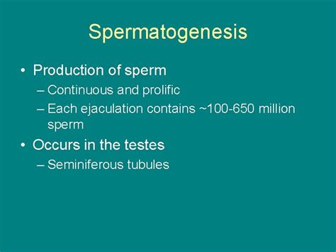 Spermatogenesis And Oogenesis Pgs Campbell Spermatogenesis