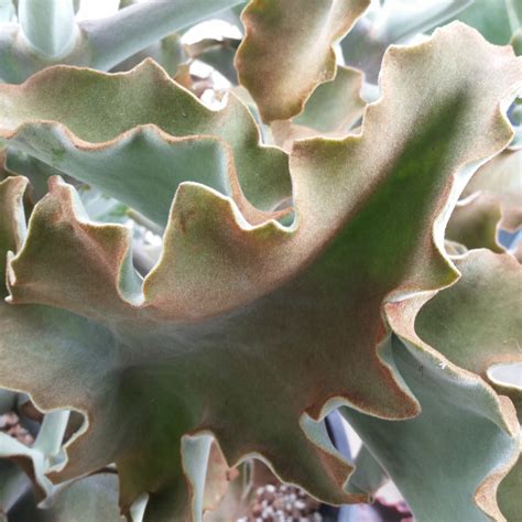 Maybe you would like to learn more about one of these? Kalanchoe beharensis - Velvet Elephant Ear - Mid Valley Trees