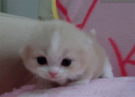 Explore and share the best cute gifs and most popular animated gifs here on giphy. Cute Animal Gifs, cute kitten gif appreciaton post =D