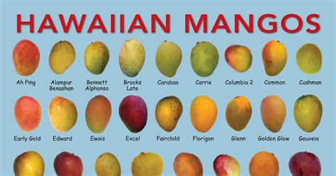 How Many Types Of Mangoes Are There
