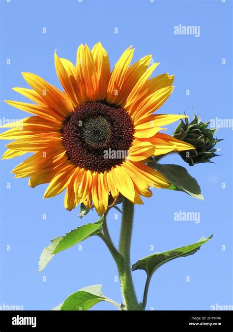 A Single Sunflower Stock Photo Alamy
