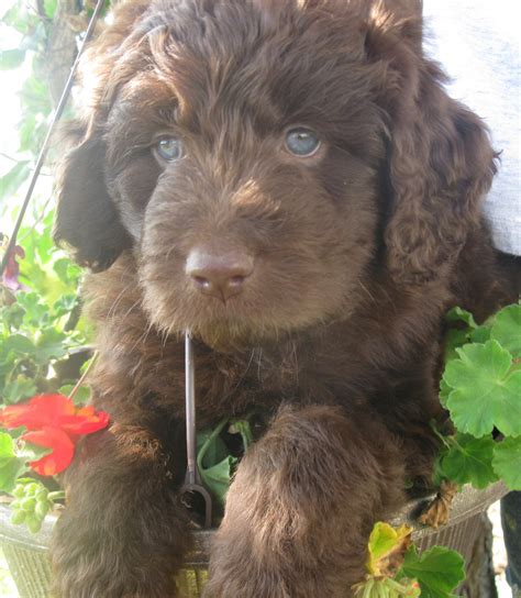 Puppy finder service, dog finder service, champion bloodline puppies for sale. Newfoundland Dog Puppies For Sale | Warsaw, IN #283685