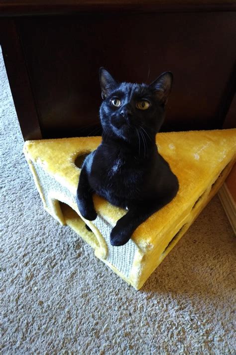 12 Succesful Cat Traps Viral Cats Blog