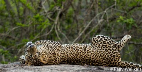 Sri Lankan Wildlife Wildlife Images From Around The World Safaritalk