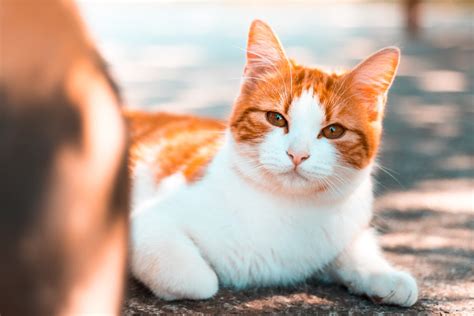 900 Cat Images Download Hd Pictures And Photos On Unsplash