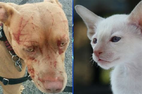 Cat Named Baby Attacks Pit Bull Leaving It And Its Owner Bloody With