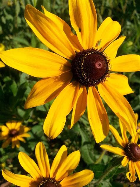 Here are some of the most beautiful flowers native to the area iris is the goddess of rainbows in greek mythology. Rudbeckia hirta, black-eyed susan, is a native wild flower ...