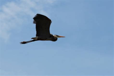 Maybe you would like to learn more about one of these? Great Blue Heron In Flight Free Stock Photo - Public ...
