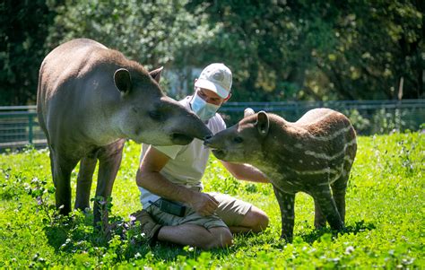 Les métiers en rapport avec le secteur animaux : Vidéo : Une journée avec Lucas, soigneur animalier du ...