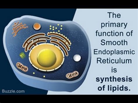 The endoplasmic reticulum (er), including smooth endoplasmic reticulum (ser) provides surface area for the action and storage of enzymes and their products. Smooth Endoplasmic Reticulum Function - YouTube