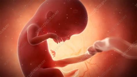 Human Foetus Stock Video Clip K0061311 Science Photo Library