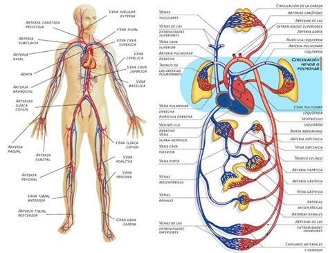The Best Que Es Sistema Circulatorio Ideas On Pinterest Anatomia My