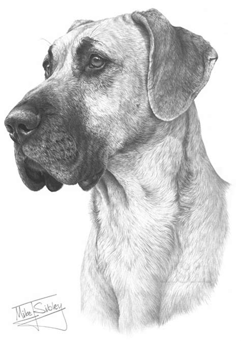 Great Dane Fine Art Dog Print By Mike Sibley