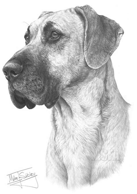 Cats are notorious for that. GREAT DANE fine art dog print by Mike Sibley