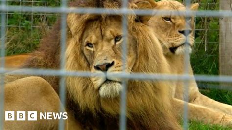 Borth Wild Animal Kingdom Lions And Lynx To Be Rehomed Bbc News