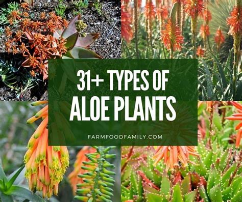 31 Different Types Of Aloe Plants With Pictures Identification Guide
