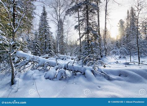 Beautiful Landscape In The Winter Forest With Snow Capped Fallen Tree