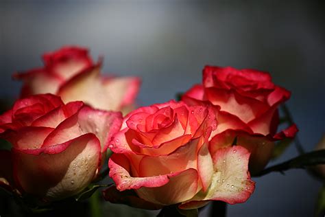 Banco De Imagens Flor Natureza Verão Feriado Vermelho Rosas Do