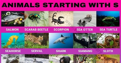 Please note that popular names listed below are not necessarily consistently popular in every year. Animals that Start with J: Common Names of 20 Popular ...