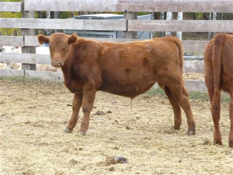 Lost Prairie Farm Llc Bulls For Sale Registered Shorthorn And