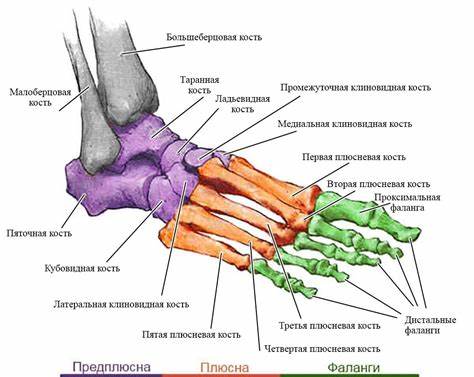 Чтобы похудели ноги в бедрах