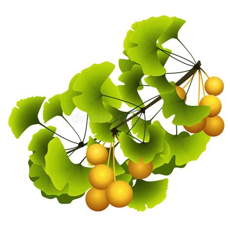 Ginkgo Biloba Tree Branch With Green Leaves Stock Vector Illustration