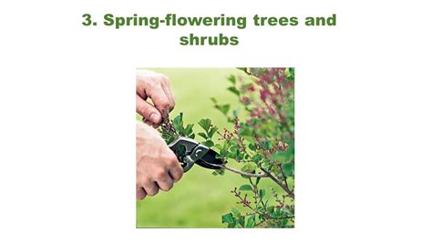 Heres When To Prune Trees Shrubs And Flowers For Healthier Plants